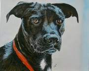 Portrety zwierzat ze zdjec na zamowienie