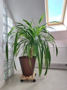 Roślina egzotyczna - juka - palma