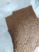 Pszenica karma dla kur, gołębi czyszczona 