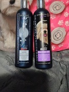 Szampon i odżywka dla maltańczyka