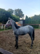 Ogier śląski typ pogrubiony 