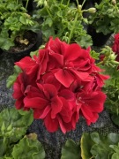 Pelargonia peltatum - wisząca- czerwona Temprano Dark Red