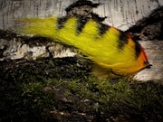 Streamer Szczupakowy 15CM Fire Tiger