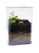 Labi - zestaw do założenie habitatu bezkręgowców