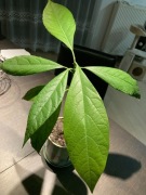 Dorodna sadzonka awokado hass