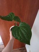 Piper sarmentosum sadzonka 25 cm 