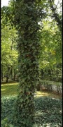 BLUSZCZ hedera helix mix30-75 cm od 100 szt. -15% 