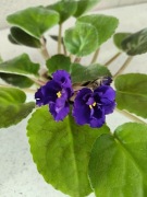 Fiołek afrykański NN