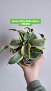Sansewieria sansevieria trifasciata tornado sadzonka roślina wężownica