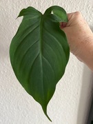 Philodendron Camposportoanum - ukorzeniona , rosnąca sadzonka pędowa