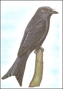 Wyspy Św Tomasza i Książęce - Ptaki, (zestaw 582)