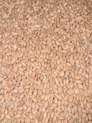 Pszenica pasza 10 kg.Od rolnika.Dla kur kaczek głębi.Ziarno