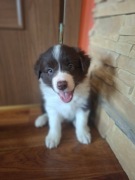 Border Collie szczeniaki 