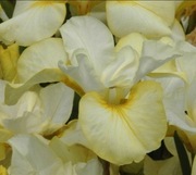 Irys syberyjski 'Head Start' Iris sibirica