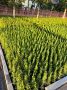 TUJA SZMARAGD w doniczce p9 30/45 cm 