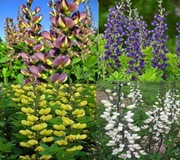 Baptisia mix kol.10n   