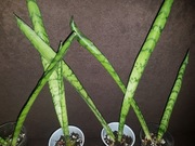 Sansevieria sansewieria Spearmint
