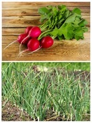 Rzodkiewka Karminowa Młody czosnek 100% Bio