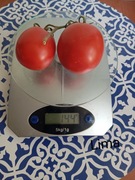 Pomidor  Lima na przecier   kolekcjonerski