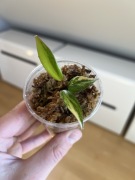 Philodendron Strawberry Shake