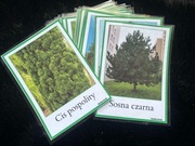 Karty edukacyjne – drzewa iglaste | 17 kart A6