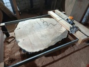 Plaster DĄB bardzo duży 124x115 cm SUCHY 