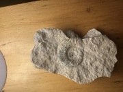 Ładny amonit Perisphinctes z dendrytami manganowymi, Jura górna