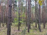 Sprzedam las sosnowy 2,98ha Rostki / Nowe Miasto, pow. płoński