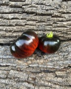 SOLAR ECLIPSE - SOLNECHNOYE ZATMENIYE Pomidor Kolekcjonerski 