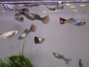 Gupiki - samice różnych odmian