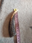 Rogi z poroza jelenia