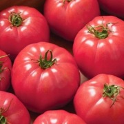 Pomidor Pink Bomb F1 - Nasiona Holenderskie