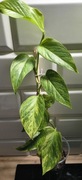 Epipremnum teruno robin 