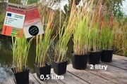 Imperata cylindryczna Red Baron- Pakiet 8 szt.-XL 