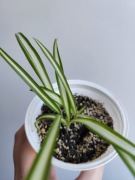 Zielistka variegata białe paski- roślina doniczkowa