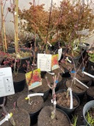 Klon palmowy moonfire