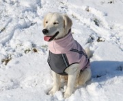 Kurtka dla psa, softshel dla golden retrivera