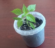 Papryczka ostra chili roślina doniczkowa