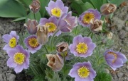 Sasanka Pulsatilla mix 100 nasion 