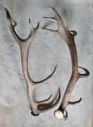 Poroże (rogi) jelenia 7 lat - 2x jedna strona