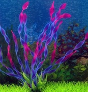 Rośliny do akwarium