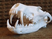 Naturalna czaszka lisa z pięknymi kłami 