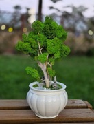 Drzewo XL Bonsai Mech Chrobotek Dekoracja Długowieczne Dom Prezent