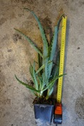 Aloe drzewiasty - sadzonka 30cm
