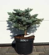 ŚWIERK KŁUJĄCY BASTION * ŁADNA DUŻA SADZONKA