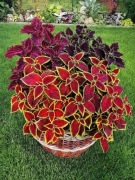 Koleus Rainbow - 3 odmiany. 