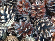 Szyszki sosnowe susz sosny 500 szt 