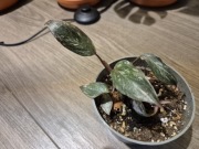 Philodendron pink Princess