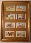 RASY PSÓW KARTY BROOK BOND W RAMIE OSZKLONE