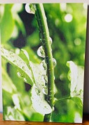 zdjęcie drukowane na płótnie 69x99